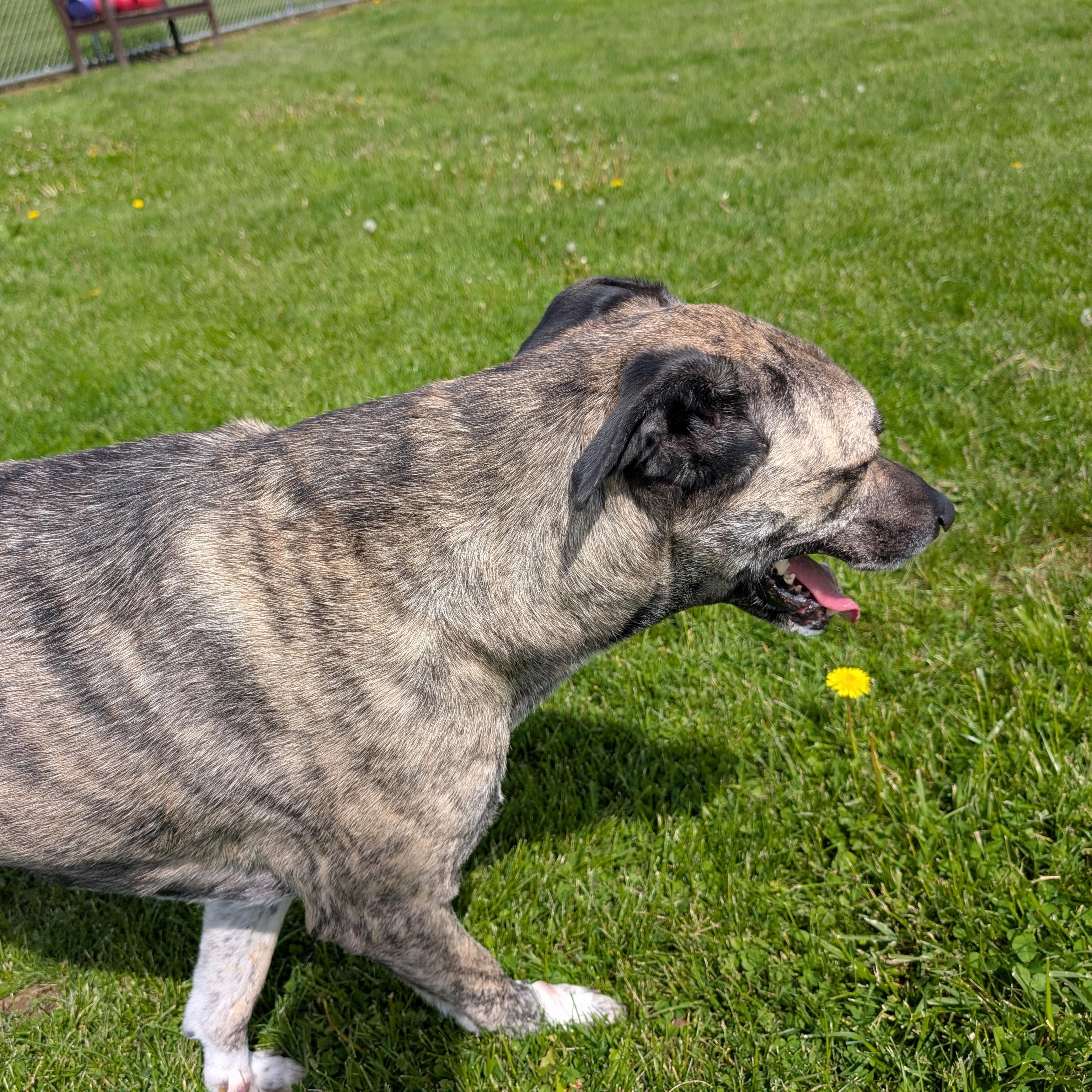Enlarge 190080 Star  aka Buck, a ADOPTABLE Anatolian Shepherd in Ravenna, OH image 4/6