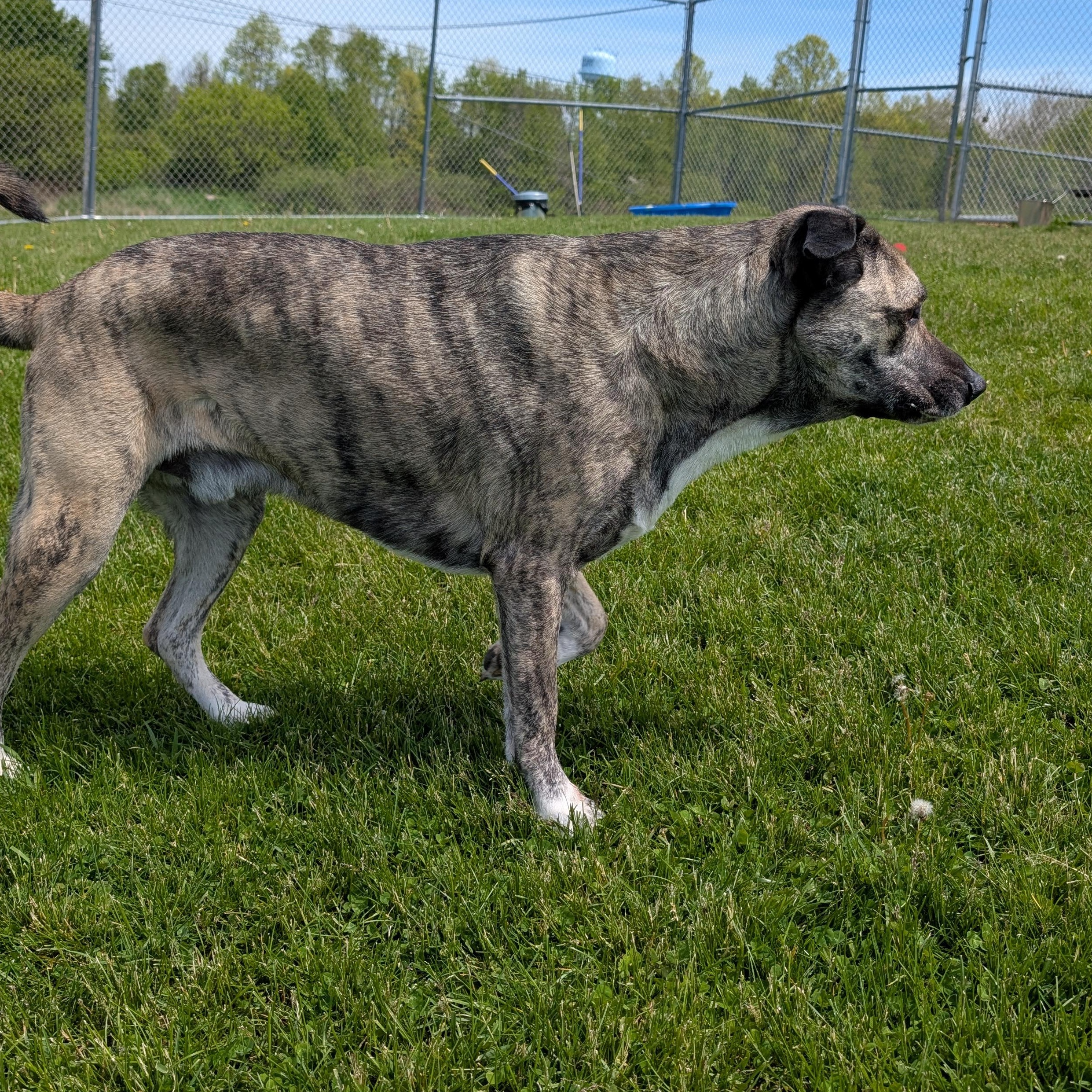 190080 Star aka Buck, ADOPTABLE, Adult Male Anatolian Shepherd.