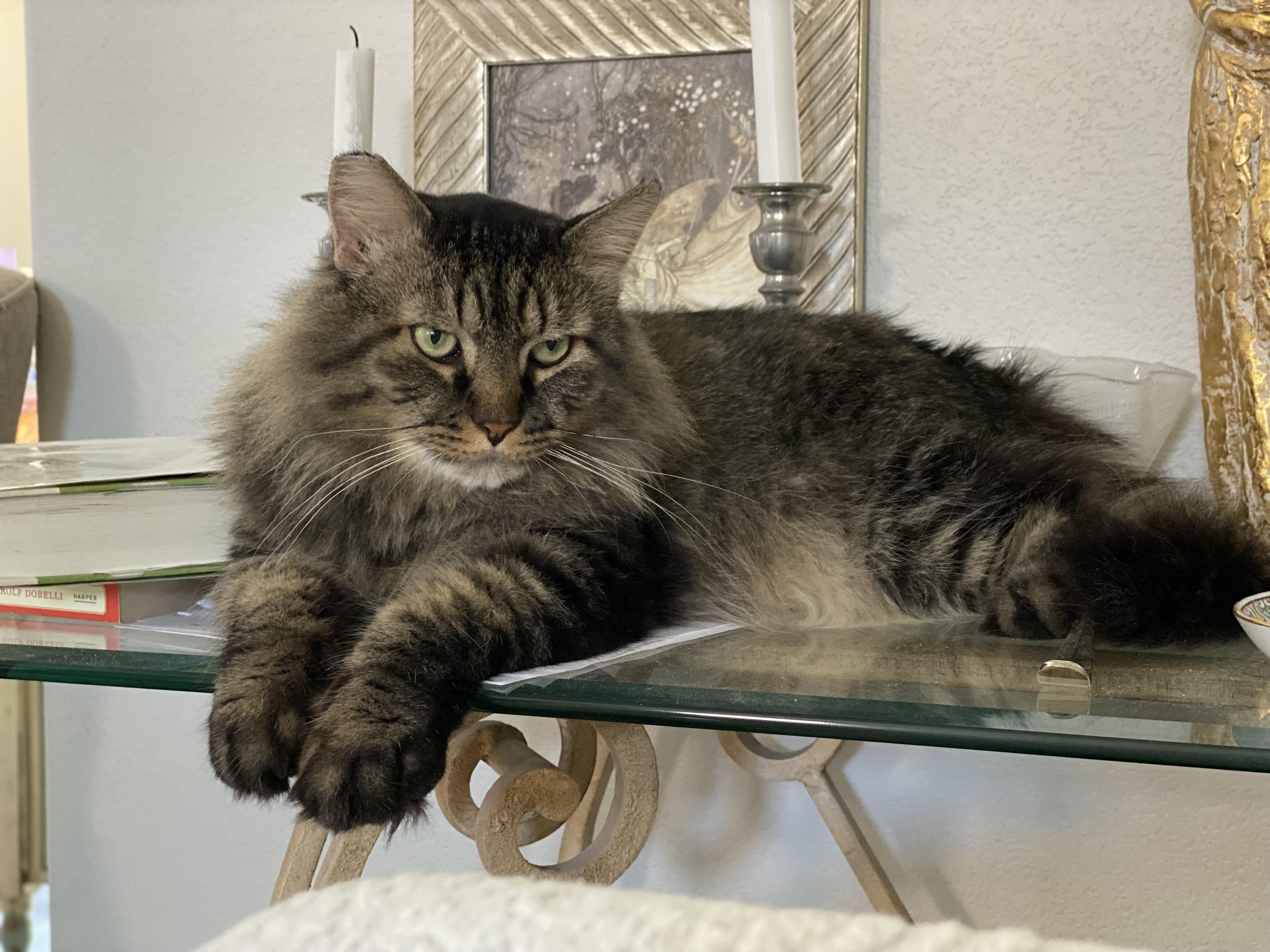 Buster, an adoptable Maine Coon, Domestic Medium Hair in Henderson, NV, 89052 | Photo Image 2