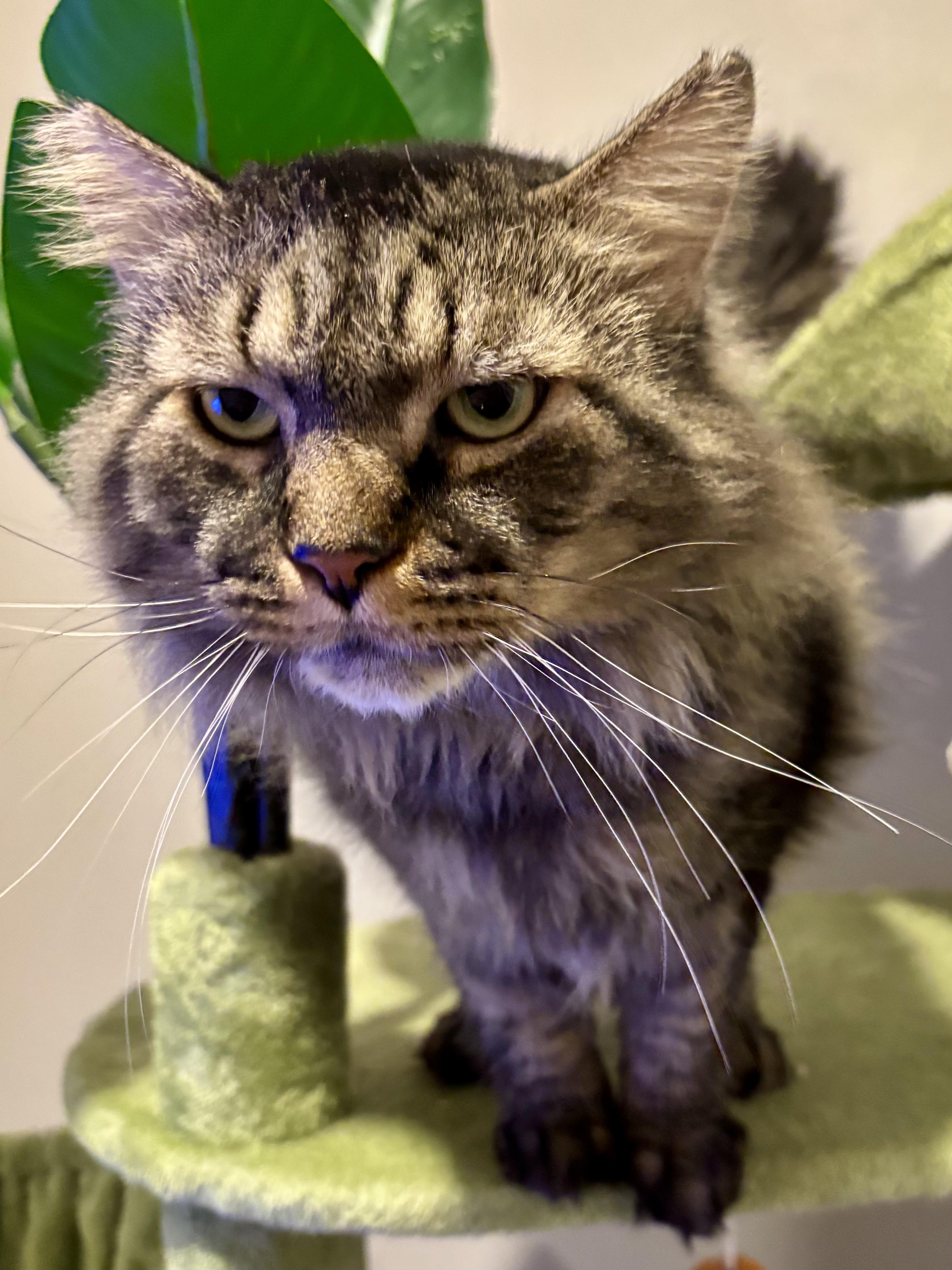 Buster, an adoptable Maine Coon, Domestic Medium Hair in Henderson, NV, 89052 | Photo Image 3
