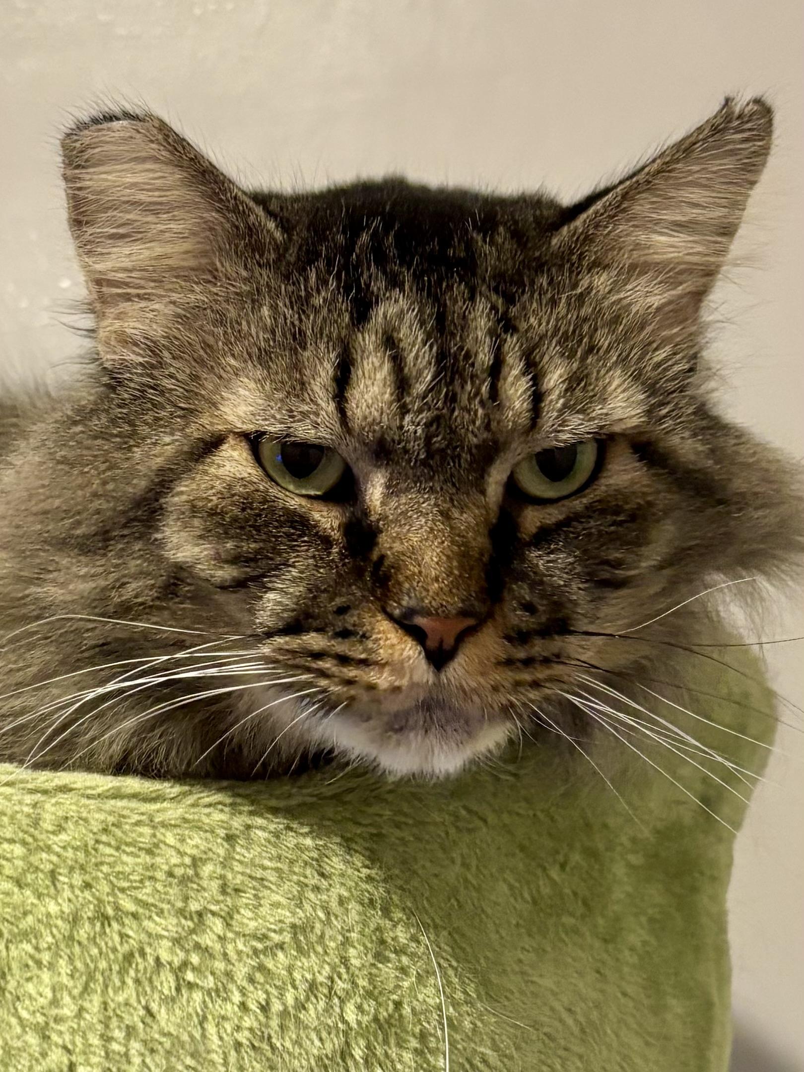 Buster, an adoptable Maine Coon, Domestic Medium Hair in Henderson, NV, 89052 | Photo Image 1
