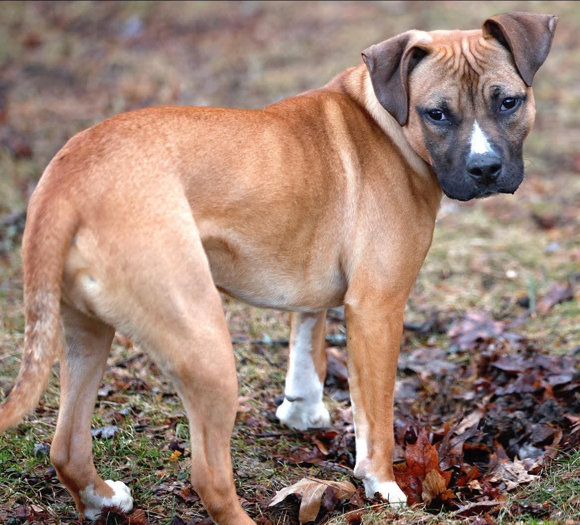 Enlarge Gus, a ADOPTABLE mixed breed in Washington , PA image 1/1