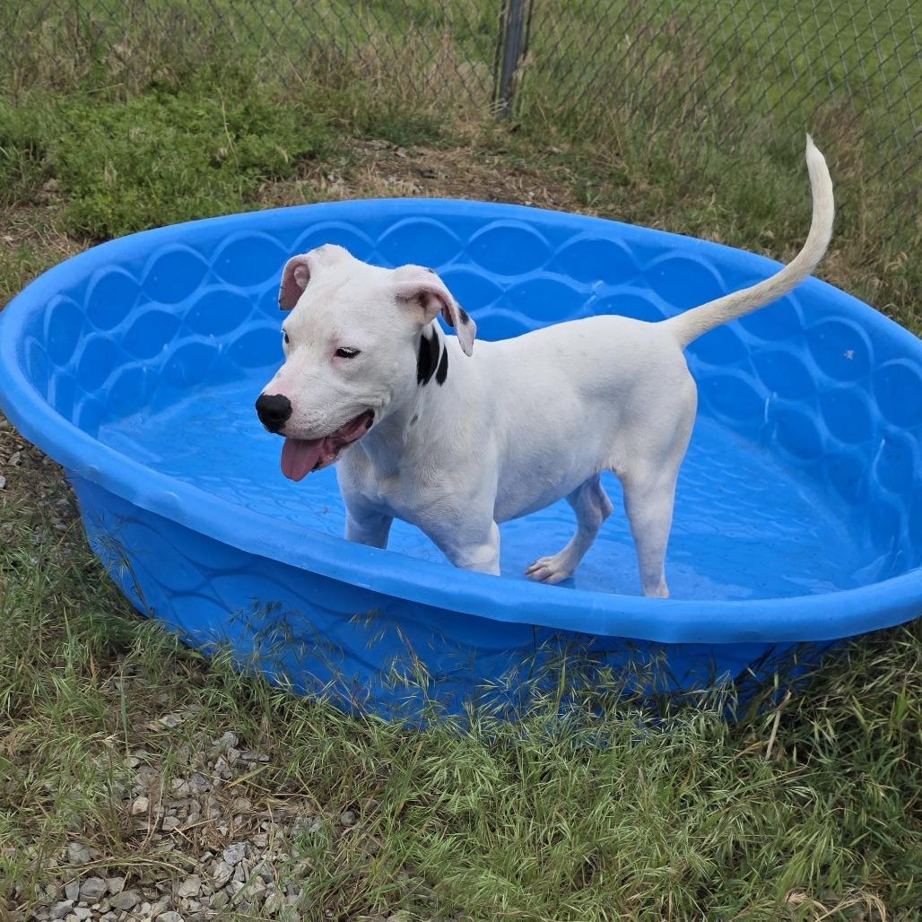 AURO-Snow, Adoptable, Young Female Pit Bull Terrier.
