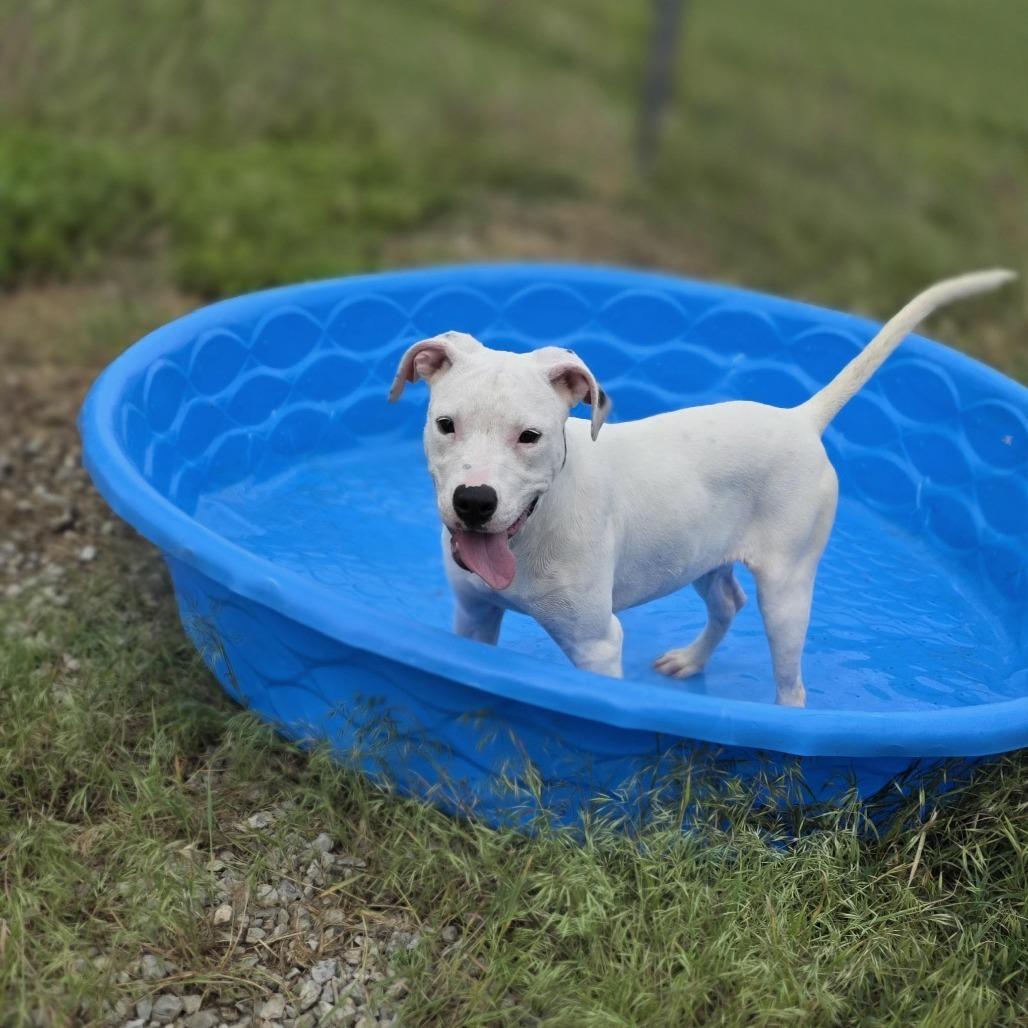Enlarge AURO-Snow, a Adoptable Pit Bull Terrier in Aurora, MO image 2/6