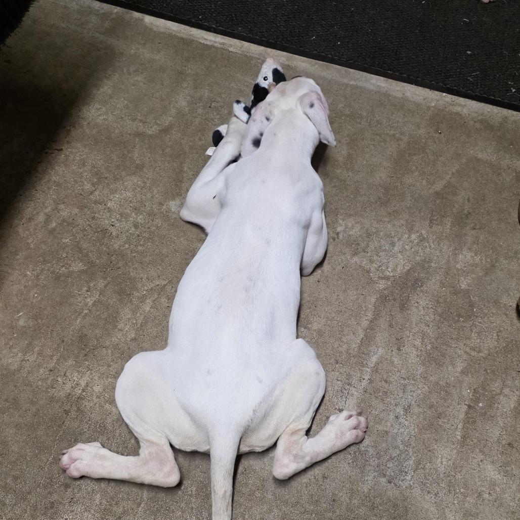 Enlarge AURO-Snow, a Adoptable Pit Bull Terrier in Aurora, MO image 3/6