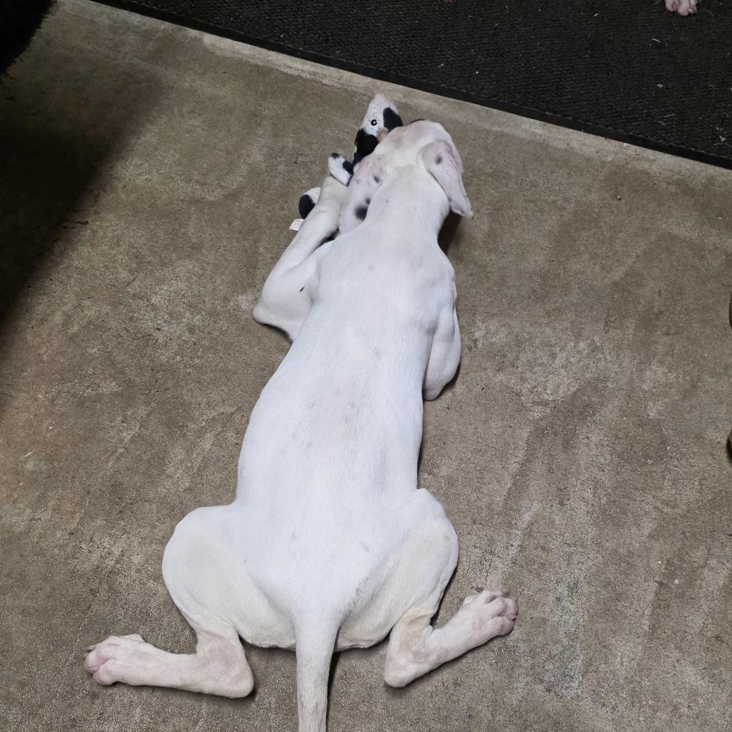 Enlarge AURO-Snow, a Adoptable Pit Bull Terrier in Aurora, MO image 4/6