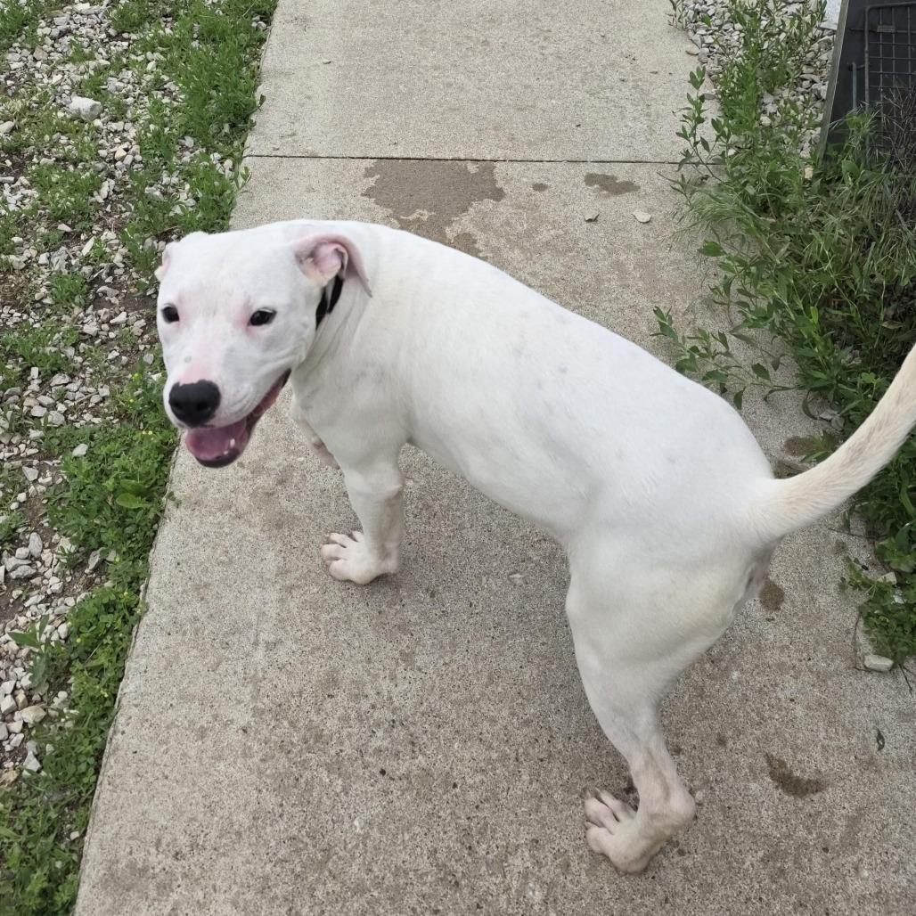 Enlarge AURO-Snow, a Adoptable Pit Bull Terrier in Aurora, MO image 6/6