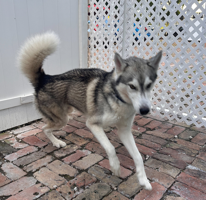 Simba, a Adoptable Siberian Husky in Miami, FL image 5/6