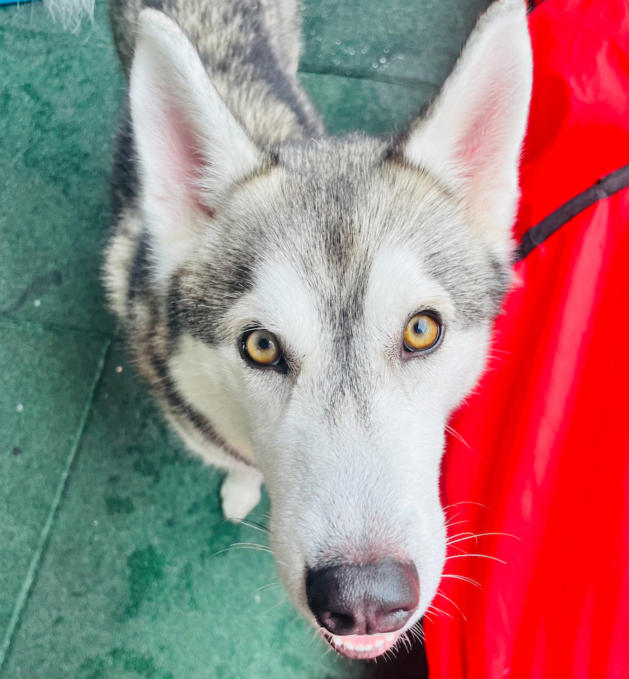 Simba, a Adoptable Siberian Husky in Miami, FL image 3/6