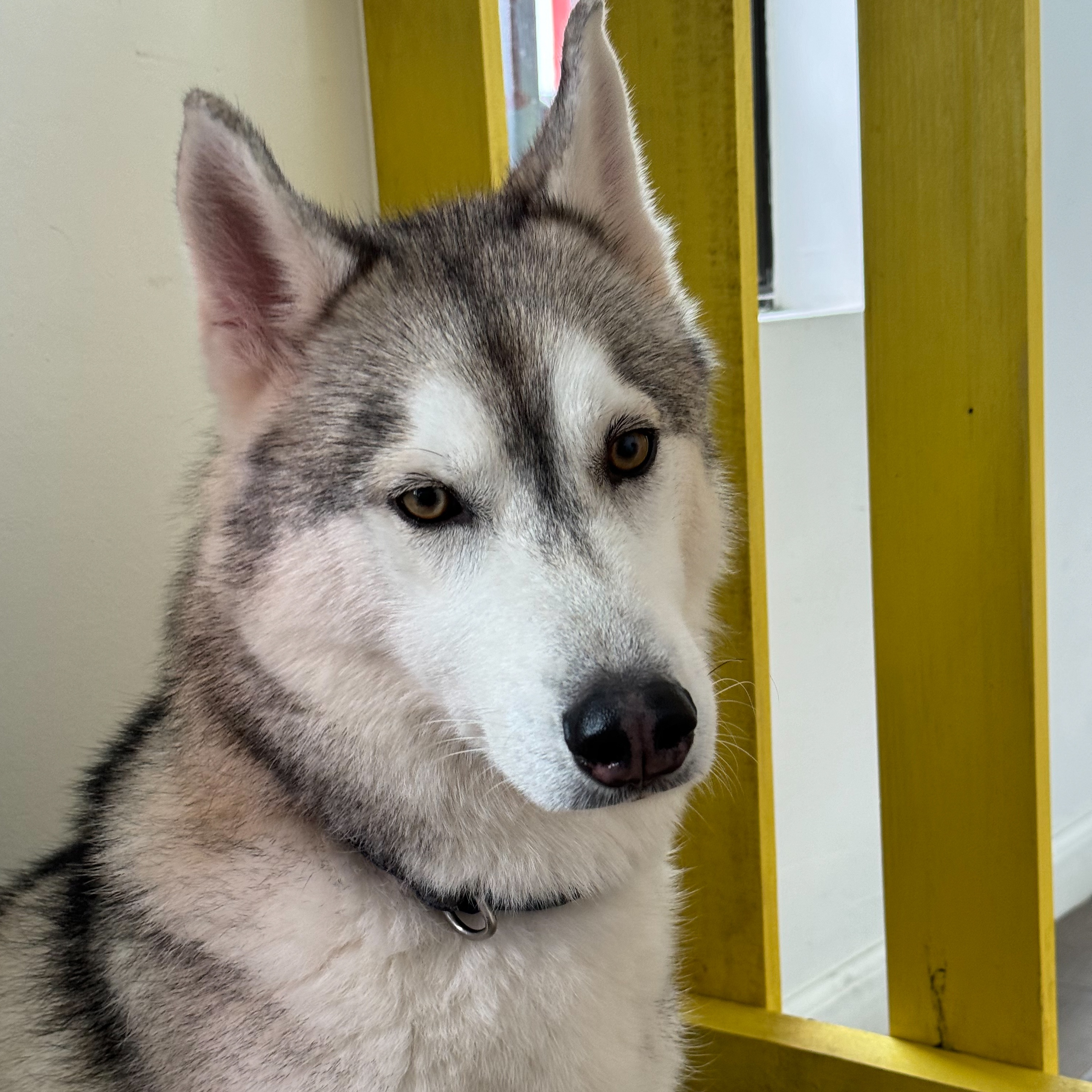 Simba, Adoptable, Young Male Siberian Husky.
