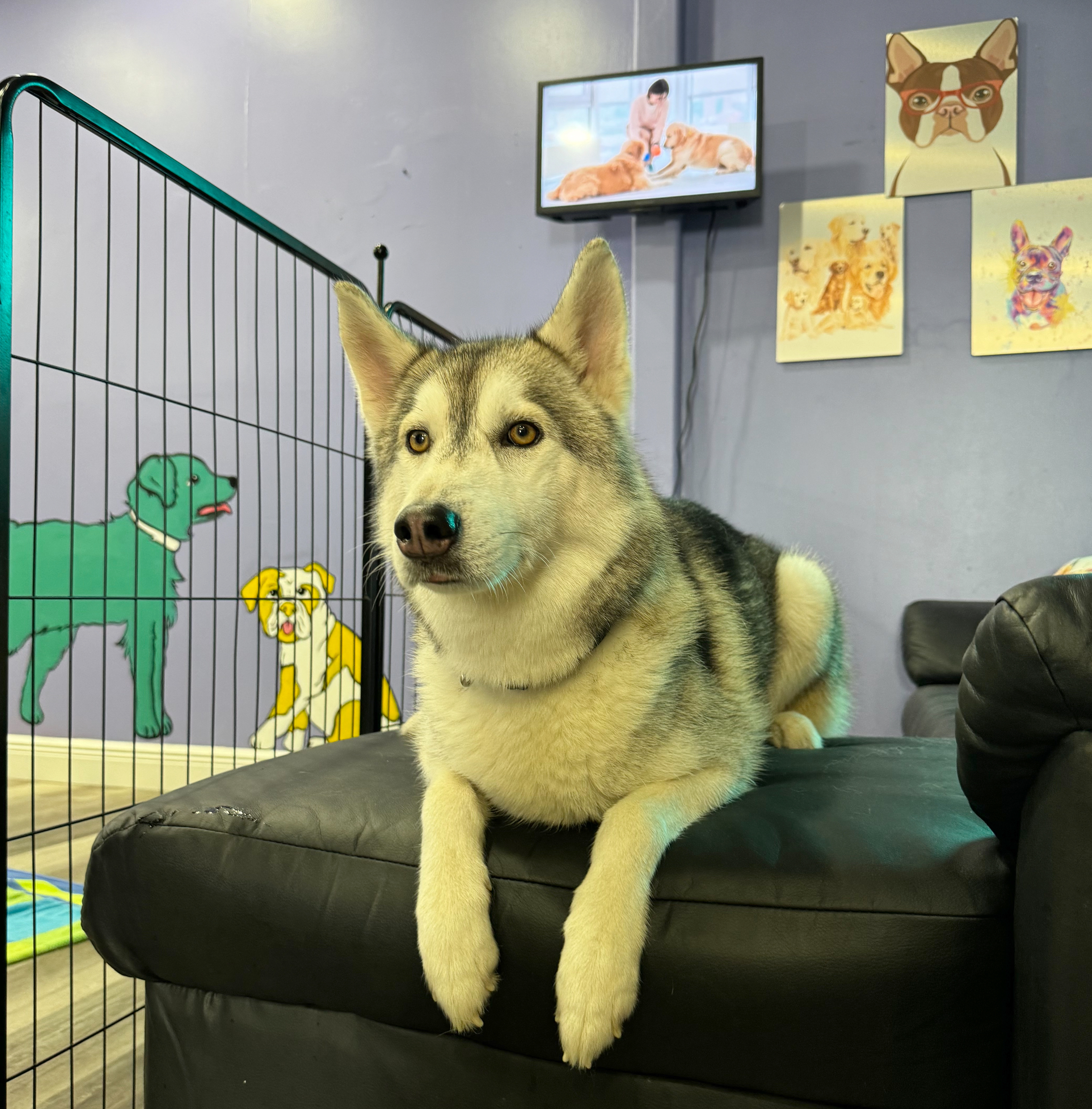 Simba, a Adoptable Siberian Husky in Miami, FL image 4/6