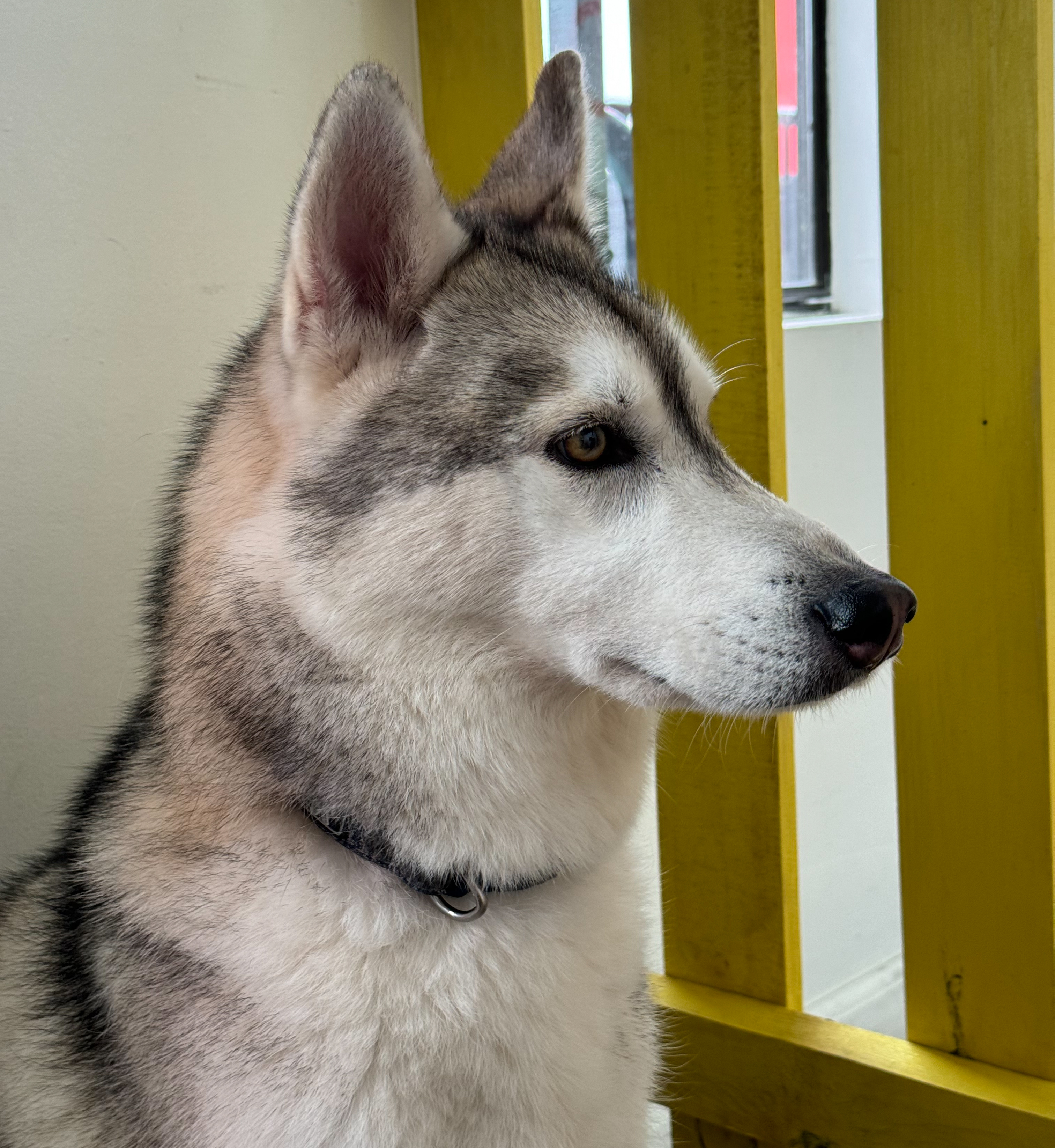 Simba, a Adoptable Siberian Husky in Miami, FL image 6/6