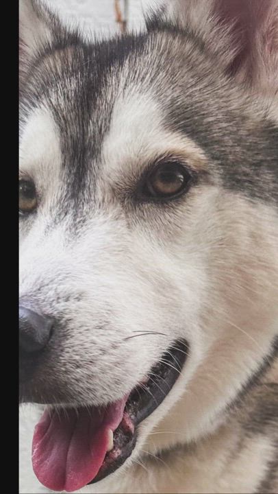 Enlarge Simba, a Adoptable Siberian Husky in Miami, FL video 2/6