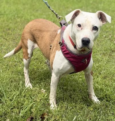 Pearlie, a Adoptable Boxer in Johnston , RI image 2/4