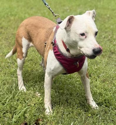 Pearlie, a Adoptable Boxer in Johnston , RI image 3/4