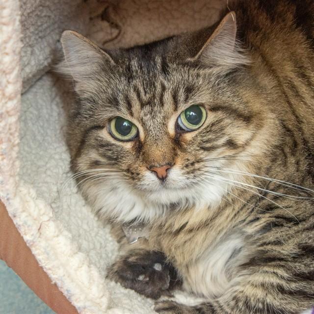 Enlarge FANCY, a Adoptable Domestic Long Hair in St. Louis, MO image 1/1