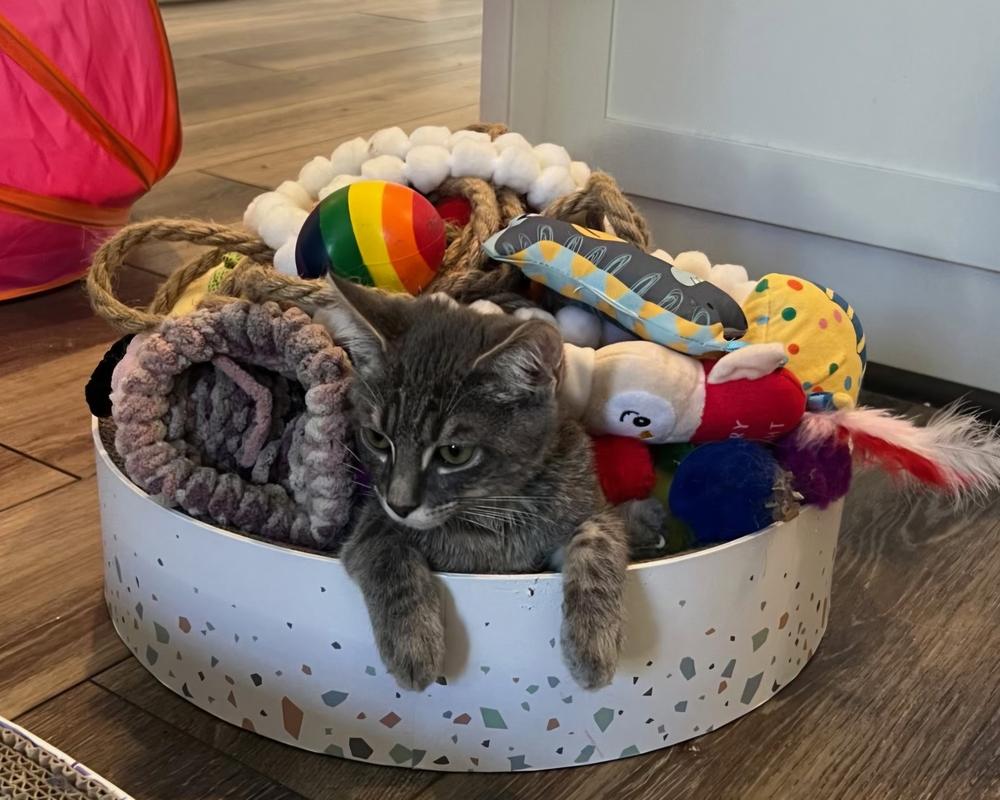 Milo, Adoptable, Kitten Male Domestic Short Hair.