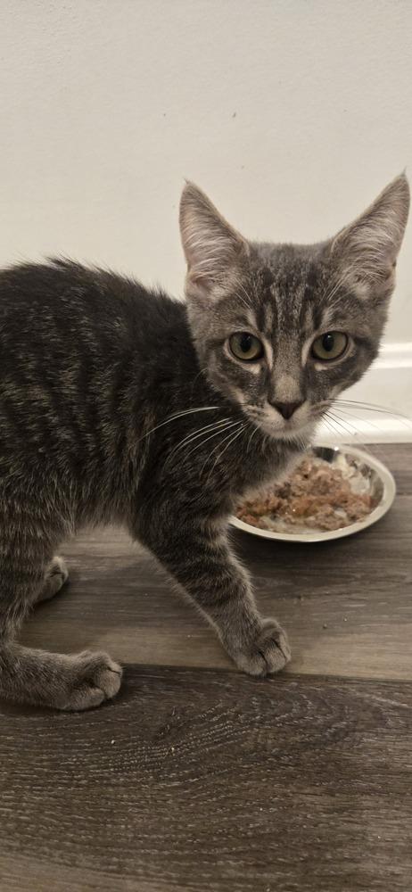 Enlarge Milo, a Adoptable Domestic Short Hair in Greenbelt, MD image 2/3