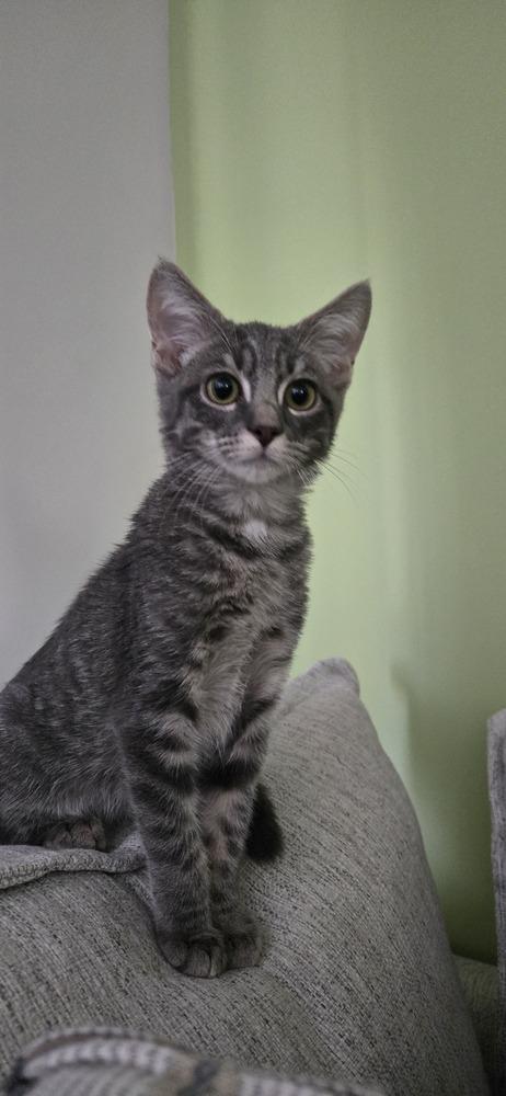 Enlarge Milo, a Adoptable Domestic Short Hair in Greenbelt, MD image 3/3