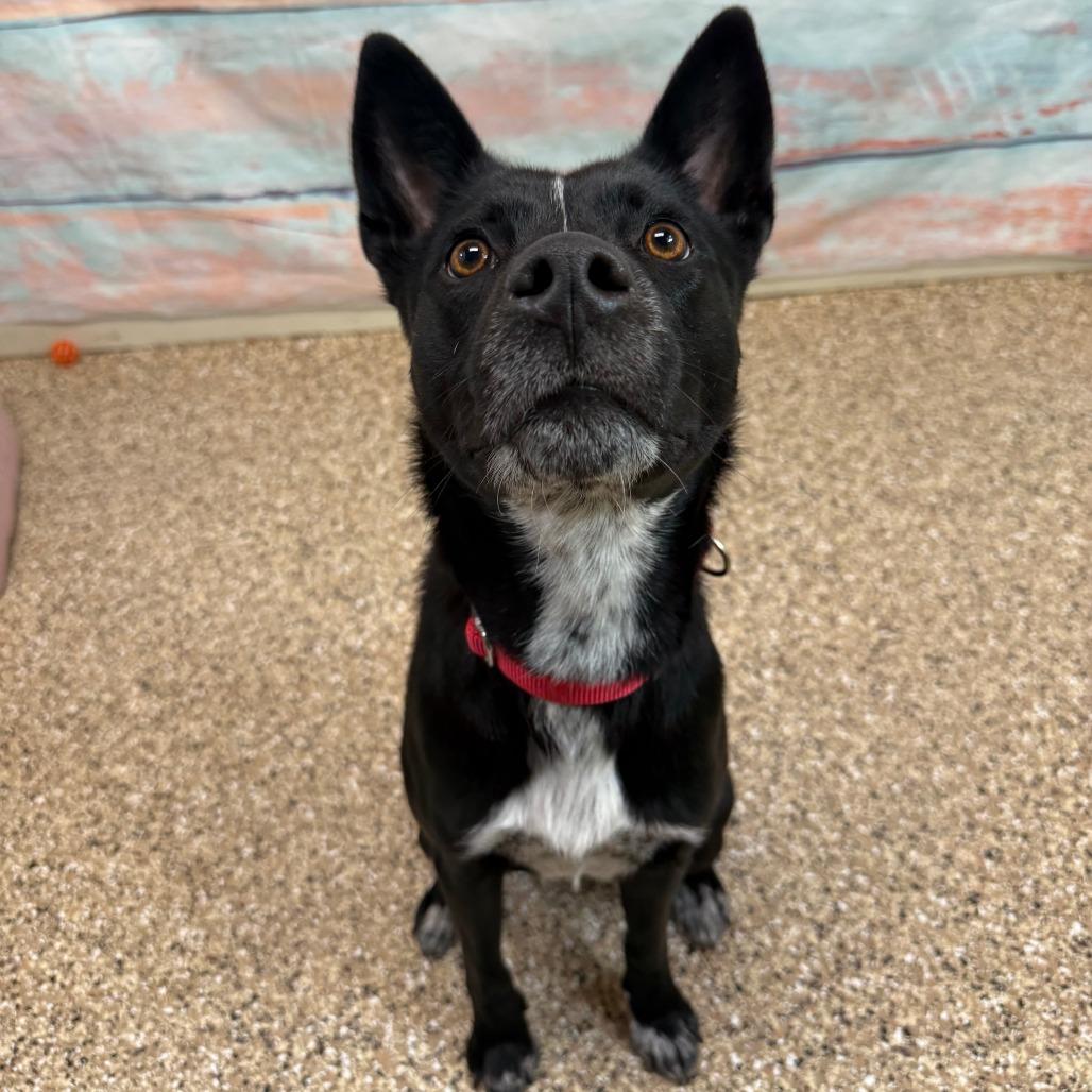 Maude, Adoptable, Adult Female Australian Cattle Dog / Blue Heeler.