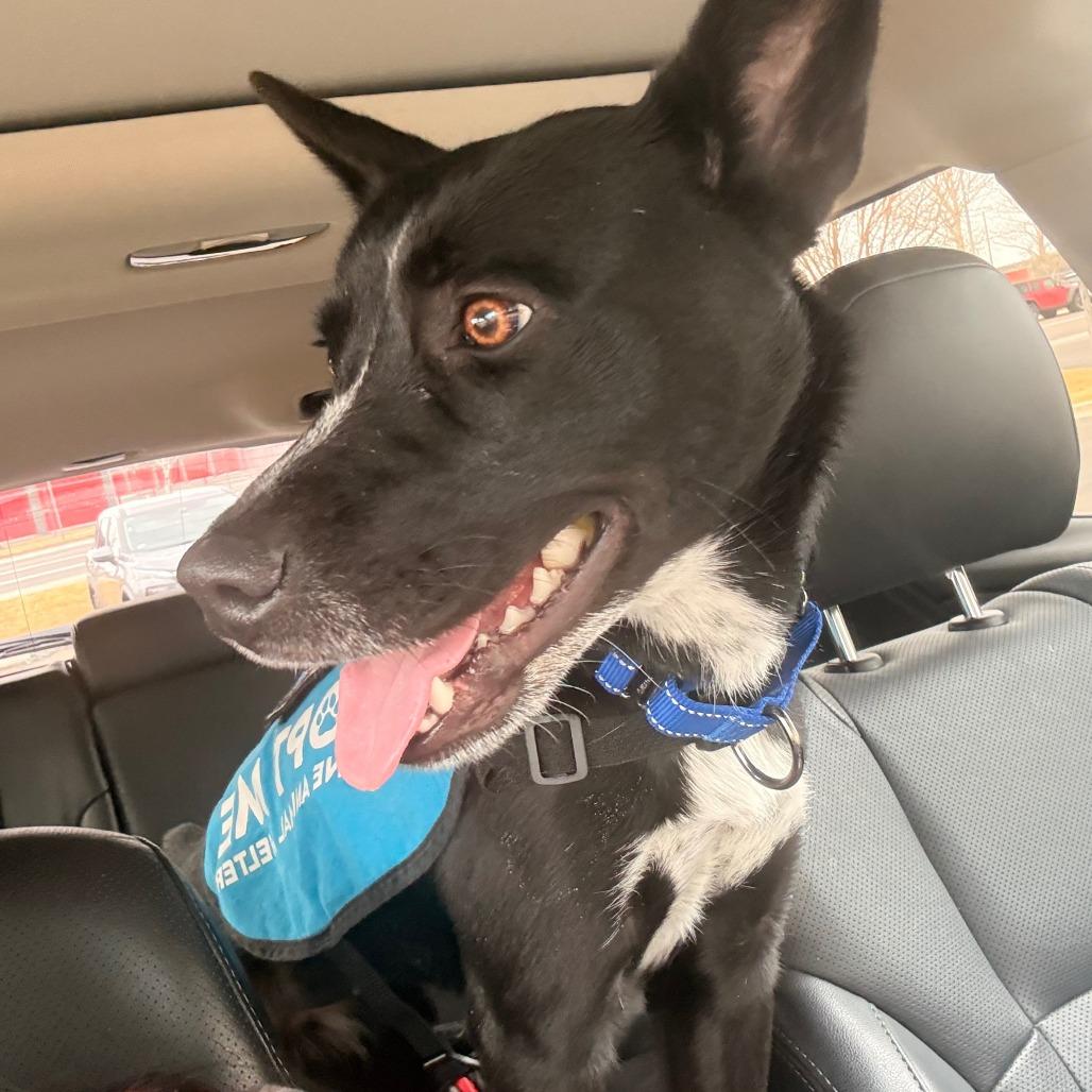 Enlarge Maude, a Adoptable Australian Cattle Dog / Blue Heeler in Cheyenne, WY image 2/6