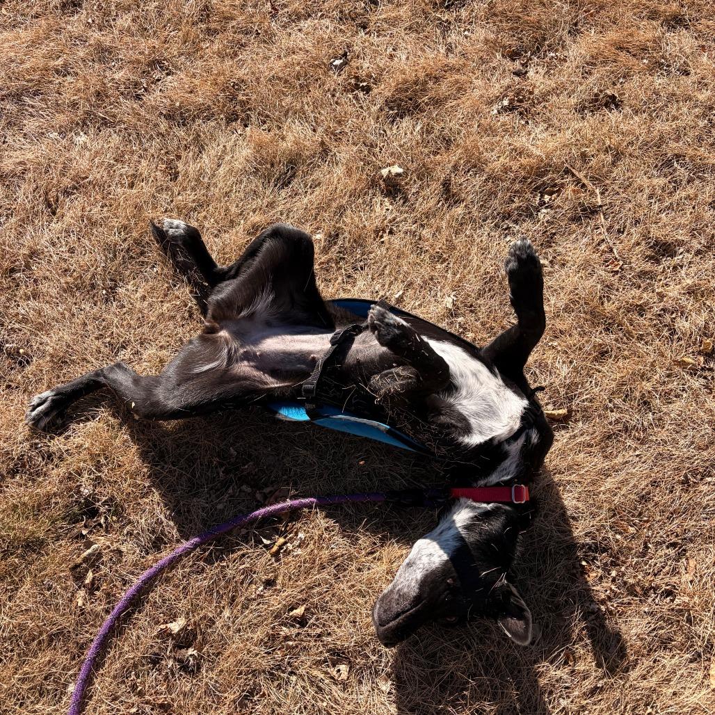 Enlarge Maude, a Adoptable Australian Cattle Dog / Blue Heeler in Cheyenne, WY image 3/6