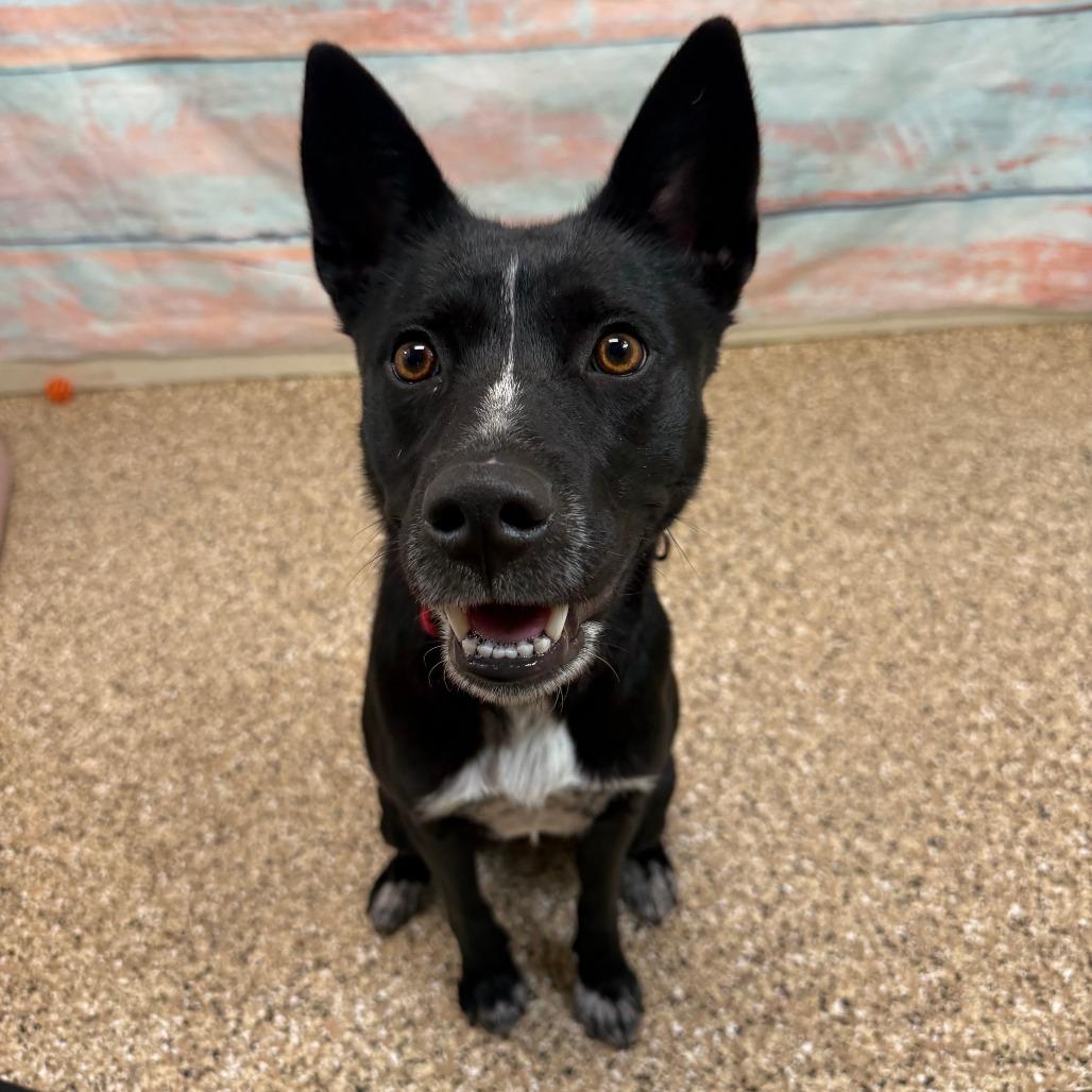 Enlarge Maude, a Adoptable Australian Cattle Dog / Blue Heeler in Cheyenne, WY image 4/6