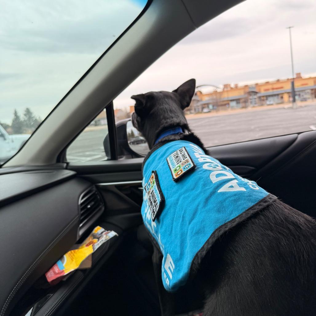 Enlarge Maude, a Adoptable Australian Cattle Dog / Blue Heeler in Cheyenne, WY image 5/6