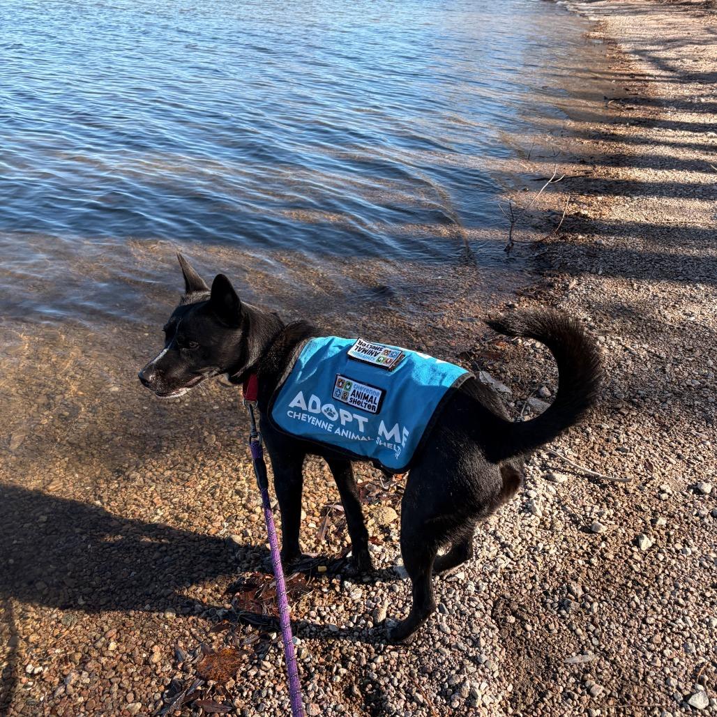 Enlarge Maude, a Adoptable Australian Cattle Dog / Blue Heeler in Cheyenne, WY image 6/6