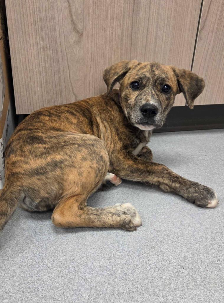 Merida, a Adoptable mixed breed in Chillicothe, OH image 1/2