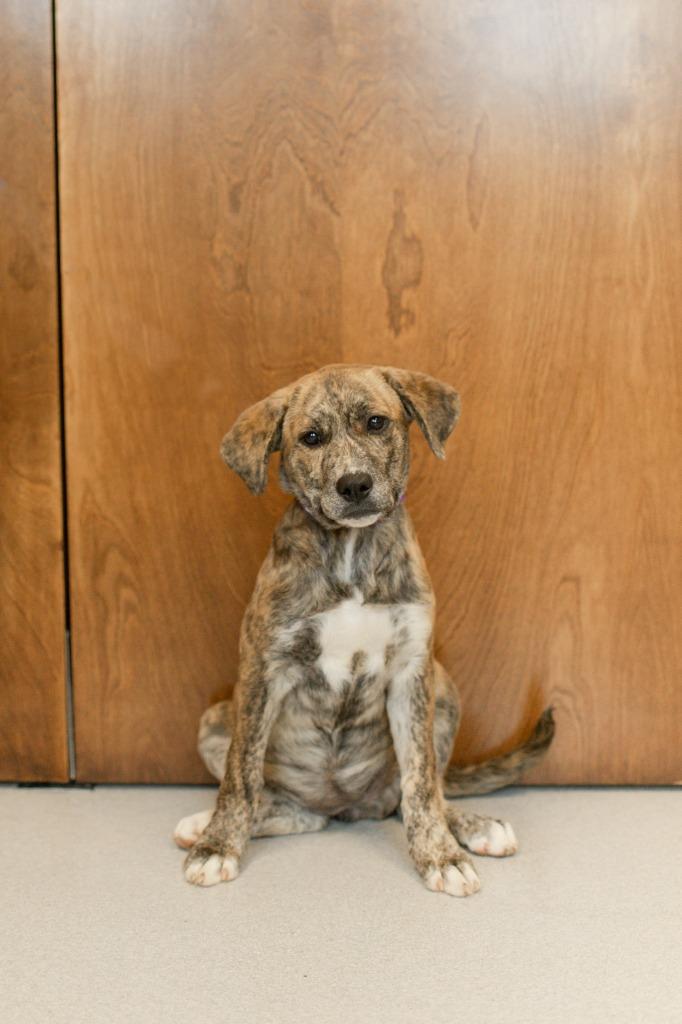 Merida, a Adoptable mixed breed in Chillicothe, OH image 2/2