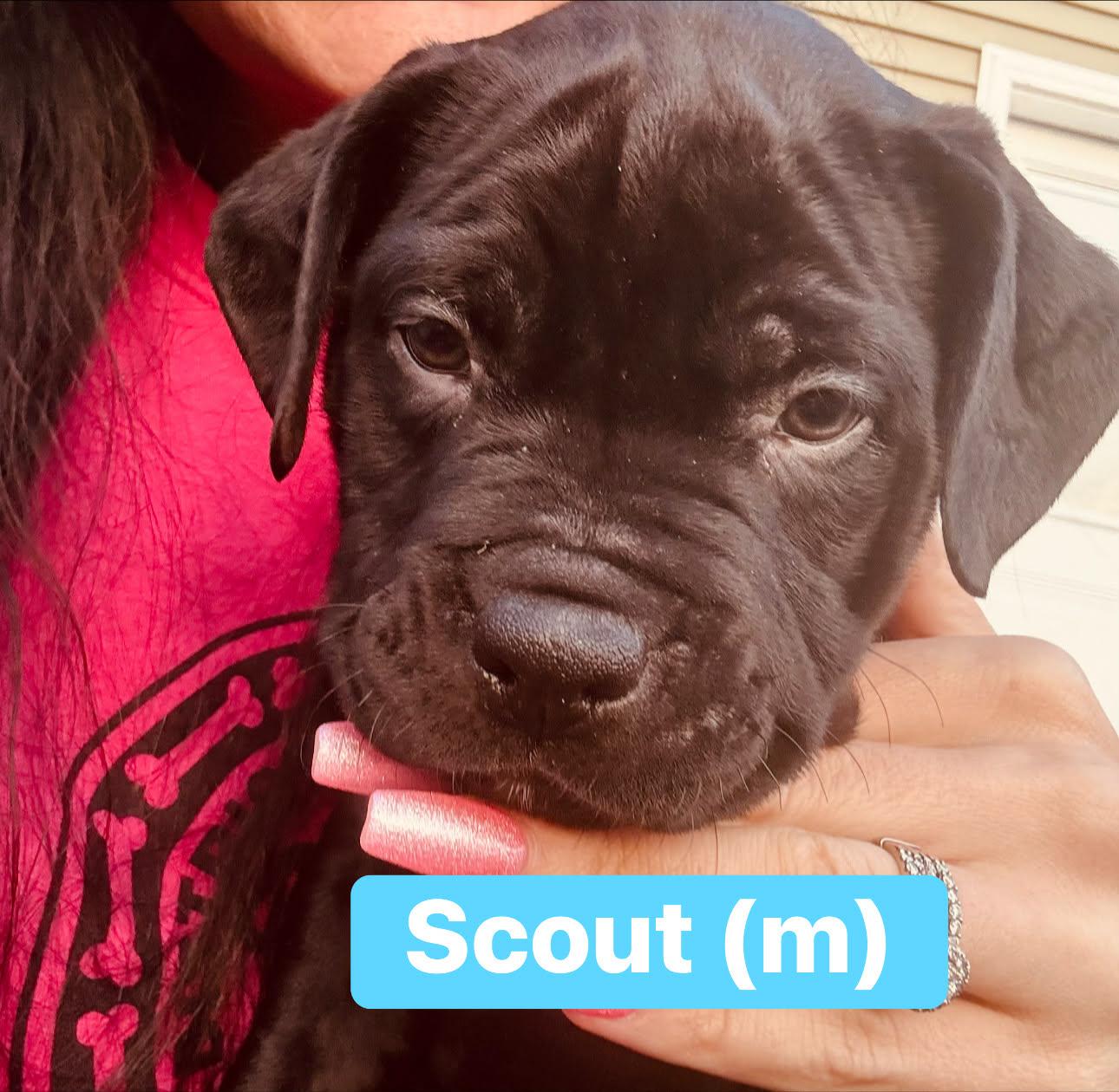 Scout, ADOPTABLE, Puppy Male Cane Corso.