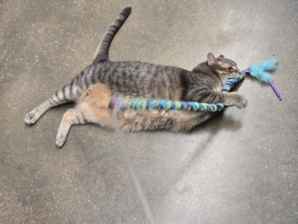 Toby, a Adoptable mixed breed in Ballwin, MO image 2/5