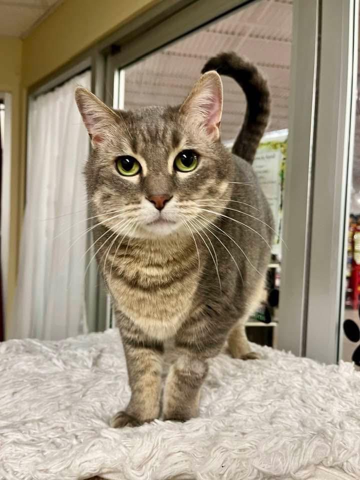 Toby, a Adoptable mixed breed in Ballwin, MO image 5/5