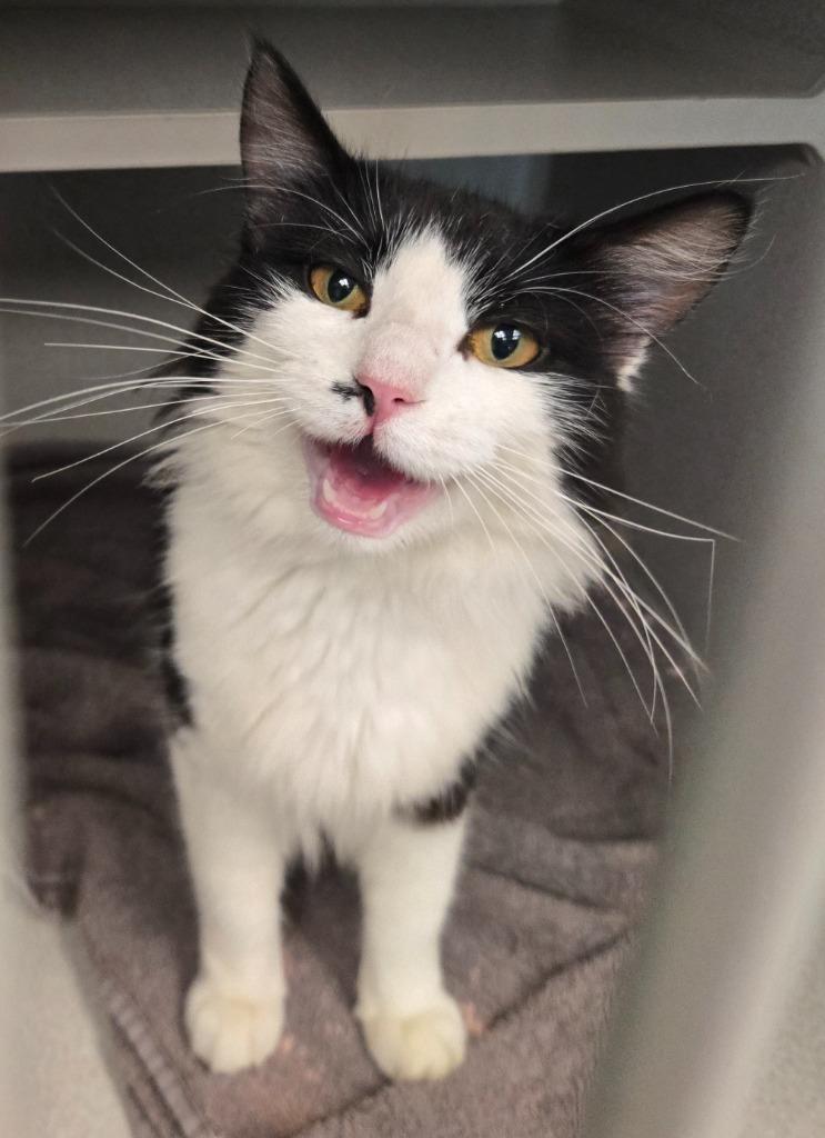 Cashmere, Adoptable, Young Female Domestic Long Hair.