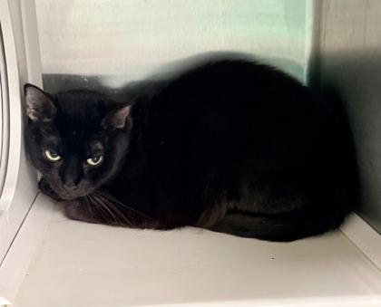 Waylynn, Adoptable, Adult Female Domestic Short Hair & Domestic Short Hair.