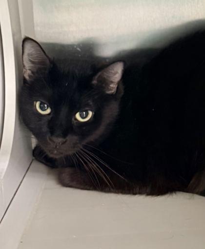 Enlarge Waylynn, a Adoptable mixed breed in Fort Worth, TX image 2/3