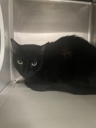 Enlarge Waylynn, a Adoptable mixed breed in Fort Worth, TX image 3/3