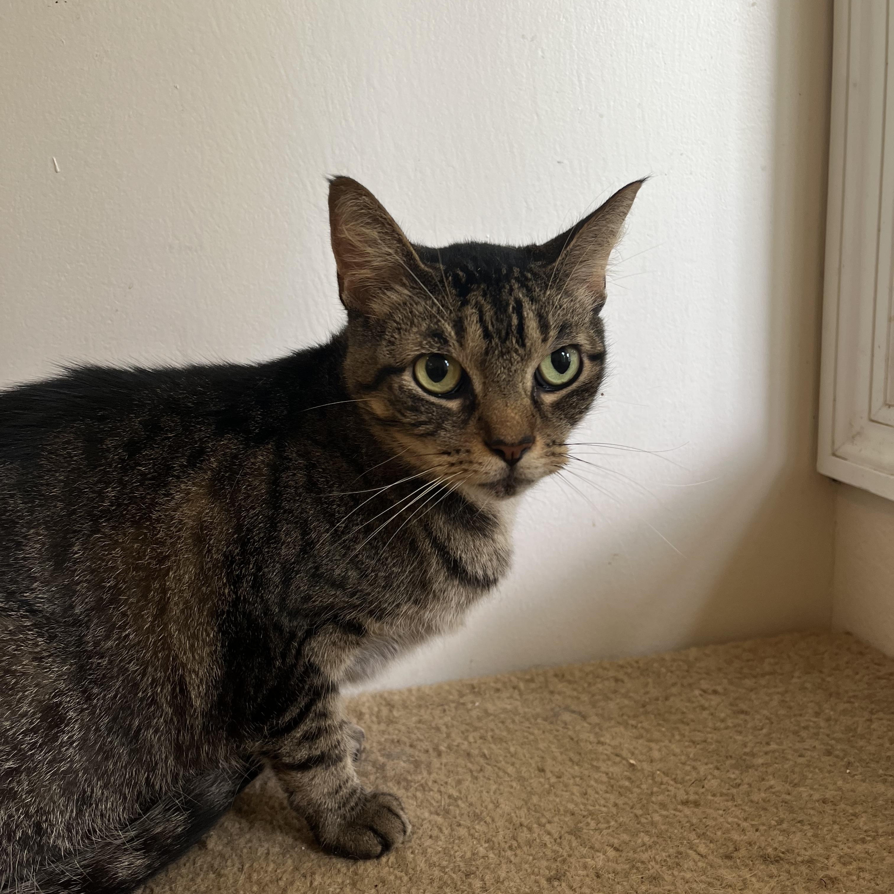 Robin, a Adoptable Domestic Short Hair in Loudon, TN image 2/3