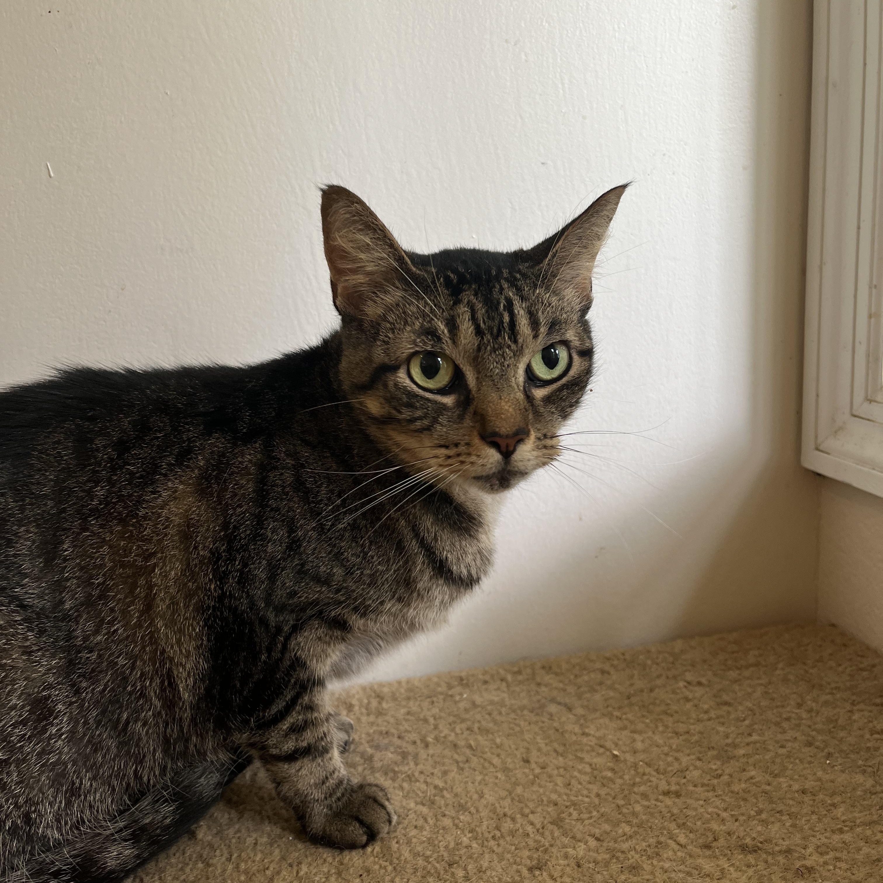 Robin, Adoptable, Adult Male Domestic Short Hair.