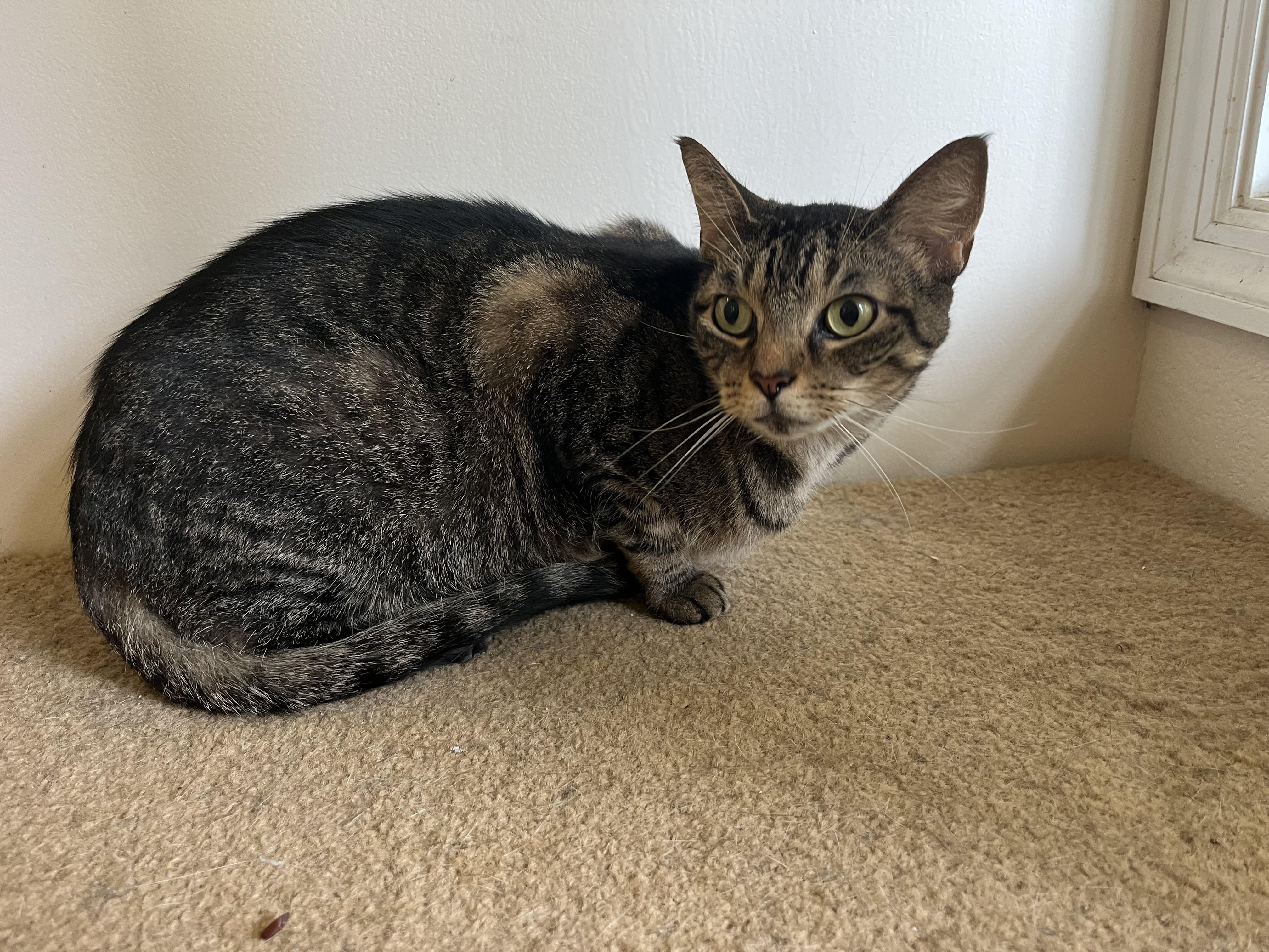 Robin, a Adoptable Domestic Short Hair in Loudon, TN image 3/3