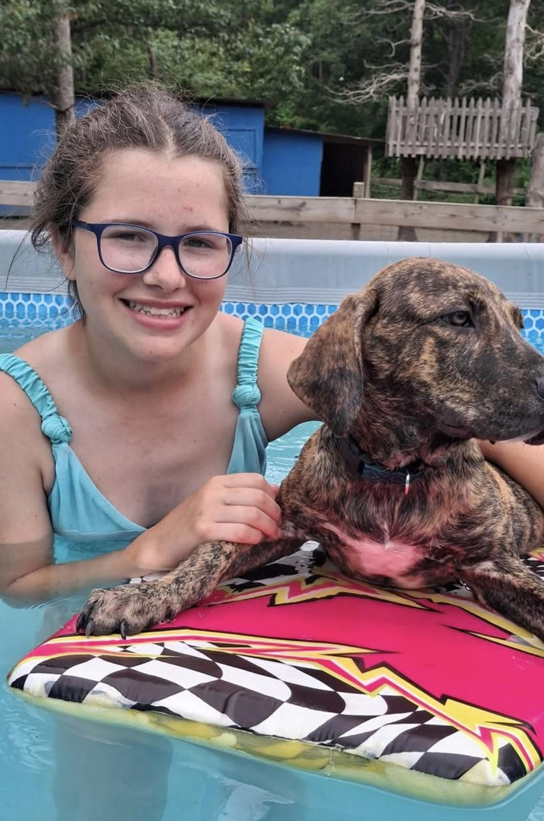 JACK, Adopted, Young Male Mixed Breed & Mastiff.