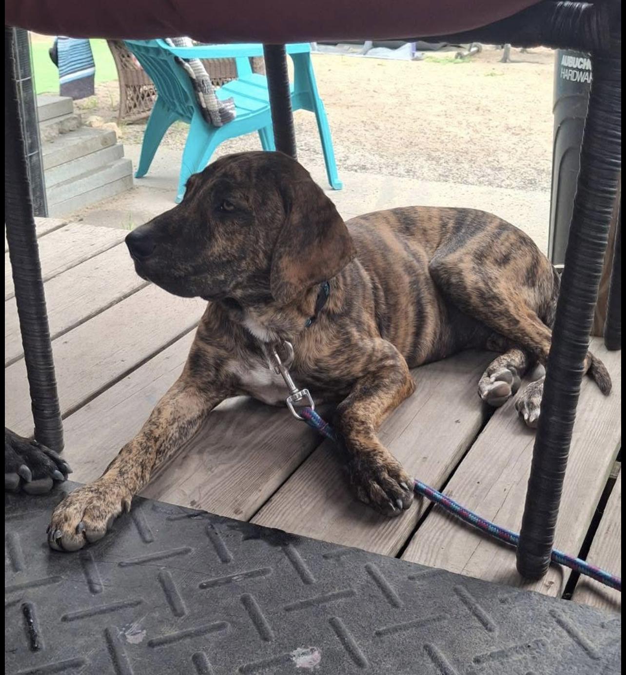 Enlarge JACK, a Adopted mixed breed in Glen Rock, NJ image 2/4