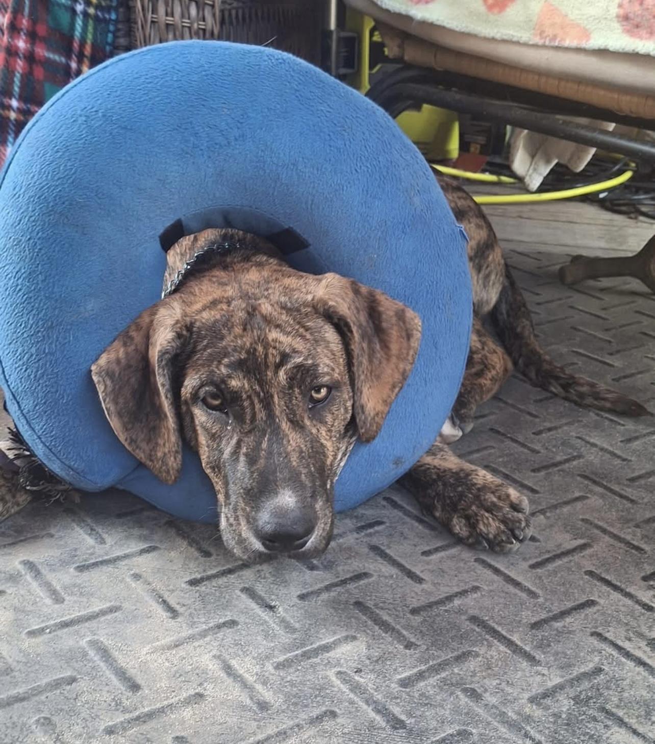 Enlarge JACK, a Adopted mixed breed in Glen Rock, NJ image 3/4