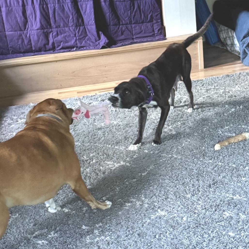 Enlarge Miss Mae- available from foster, a Adoptable Mixed Breed in Morrisville, VT image 1/6