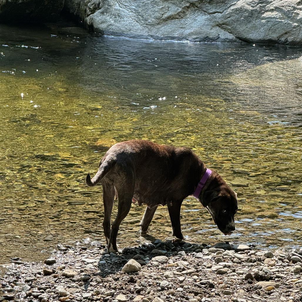Enlarge Miss Mae- available from foster, a Adoptable Mixed Breed in Morrisville, VT image 2/6