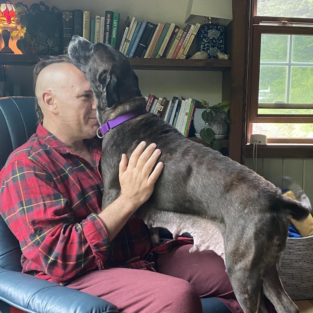 Enlarge Miss Mae- available from foster, a Adoptable Mixed Breed in Morrisville, VT image 3/6