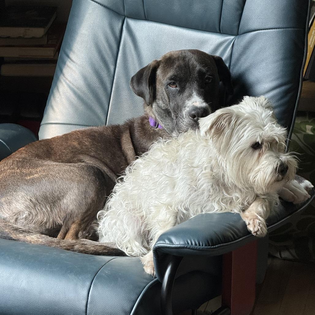 Enlarge Miss Mae- available from foster, a Adoptable Mixed Breed in Morrisville, VT image 4/6