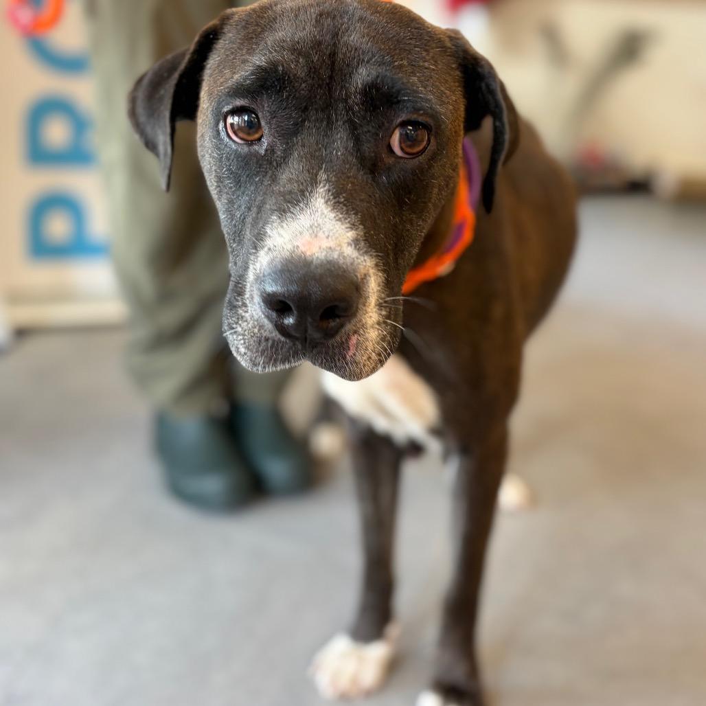 Enlarge Miss Mae- available from foster, a Adoptable Mixed Breed in Morrisville, VT image 5/6