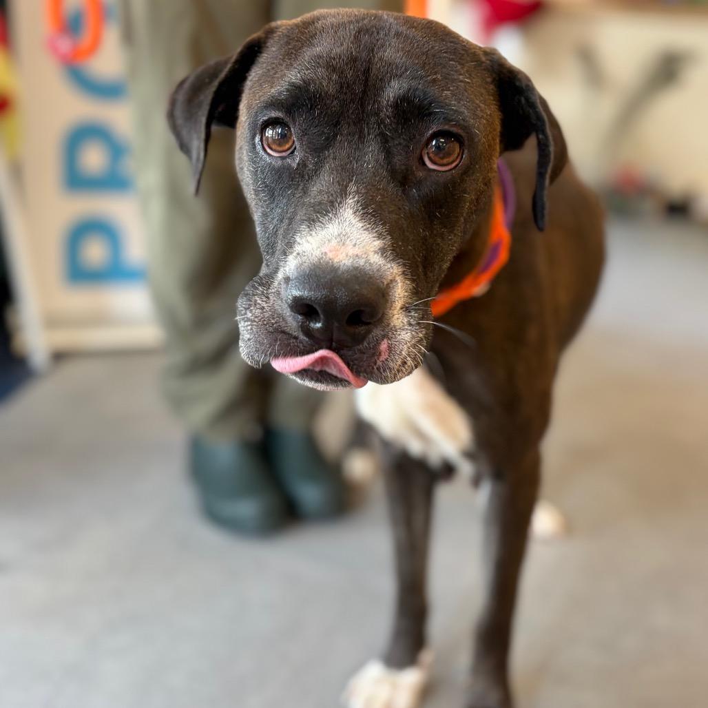 Enlarge Miss Mae- available from foster, a Adoptable Mixed Breed in Morrisville, VT image 6/6